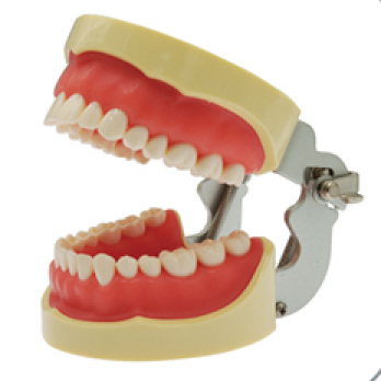 Jingle JG-Y4 — Фантомная челюсть (32 зуба) с артикулятором